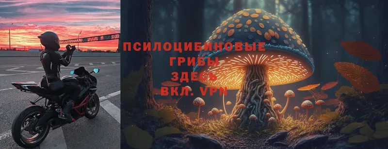 Псилоцибиновые грибы Cubensis  Чкаловск 